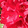 Rhododendron - Lady Florence