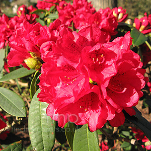 Rhododendron 'Lady Florence'