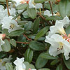 Rhododendron Leucaspis