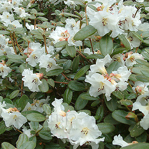 Rhododendron Leucaspis