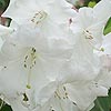 Rhododendron Loderi - Fariyland