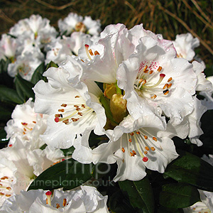 Rhododendron Morii