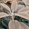 Rhododendron Pachysanthemum - Crosswater