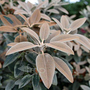 Rhododendron Pachysanthemum 'Crosswater' - Rhododendron