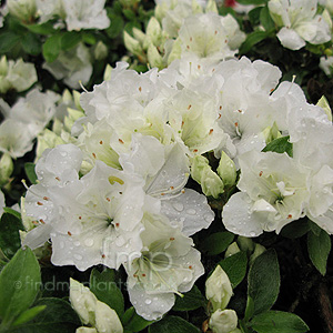 Rhododendron 'Panda'