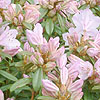Rhododendron - Phalarope