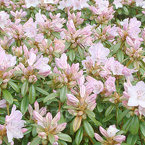 Rhododendron 'Phalarope'