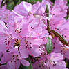 Rhododendron Rubiginosum