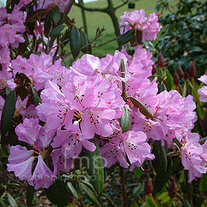 Rhododendron Rubiginosum