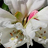 Rhododendron Yakushimanum - Schneekissen