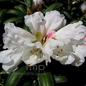 Rhododendron Yakushimanum 'Schneekissen'