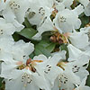 Rhododendron - Snowy Lady