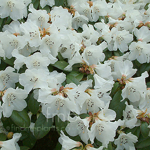 Rhododendron 'Snowy Lady'