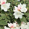Rhododendron Yakushimanum