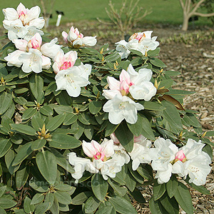 Rhododendron Yakushimanum - Dwarf Rododendron