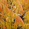 Rhus Typhina - Laciniata