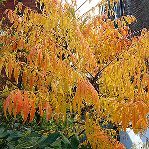 Rhus Typhina 'Laciniata' - Sumach, Rhus