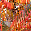 Rhus Typhina