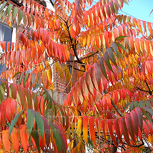 Rhus Typhina - Sumach, Rhus