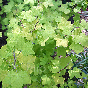 Ribes Sanguineum 'Brocklebankii'