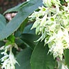 Ribes Laurifolium