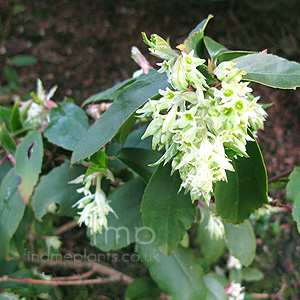 Ribes Laurifolium - Ribes