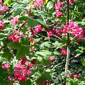 Ribes Sanguineum 'King Edward VII'