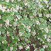 Ribes Sanguinium - White Icicle