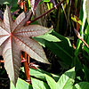 Ricinus Comunis