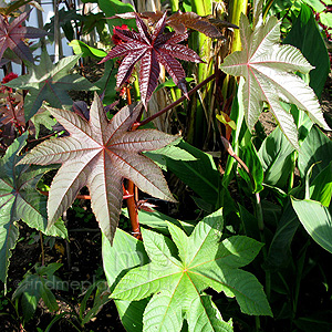 Ricinus Comunis - Ricinus, Castor Oil Plant