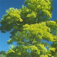 Robinea Pseudoacaia - False Acacia
