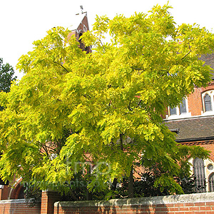 Robinia Pseudoacaia 'Frisia' - False Acacia, Black Locust