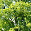 Robinia Pseudo-Acacia - Aurea