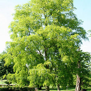 Robinia Pseudo-Acacia 'Aurea' - False Acacia, Robinia