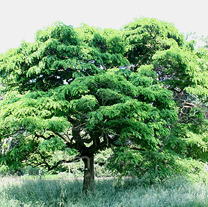 Robinia Pseudo-Acacia 'Inermis' - False Acacia