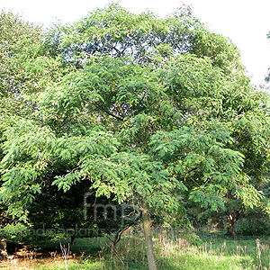 Robinia Ciscosa 'Hartwegii' - False Acacia, Robinia