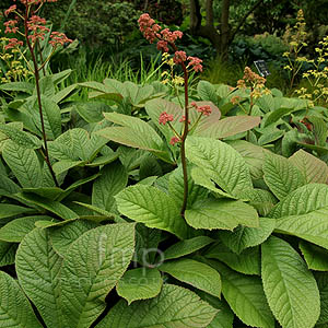 Rodgersia Pinnata 'Superba'