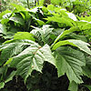 Rodgersia Podophylla