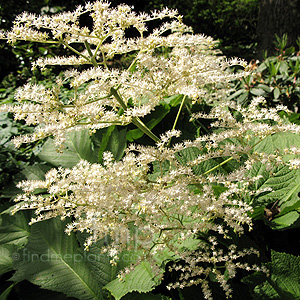 Rodgersia Podophylla 'Smarago'