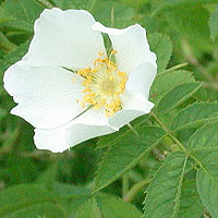 Rosa Sherardii - Downy Dog Rose