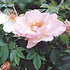 Rosa Canina