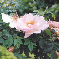 Rosa Canina - Dog Rose