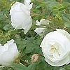 Rosa Pimpinellifolia - Plena