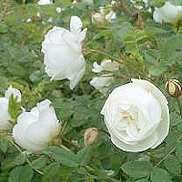 Rosa Pimpinellifolia 'Plena' - Scotch Rose
