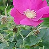 Rosa Rugosa