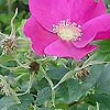 Rosa Rugosa