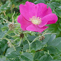 Rosa Rugosa - Wild Rose