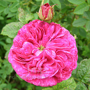 Rosa 'Baron de Bonstetten'