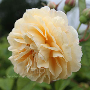 Rosa 'Buff Beauty'