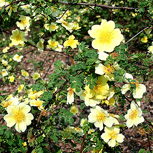 Rosa Xanthina 'Canary Bird' - Climbing Rose